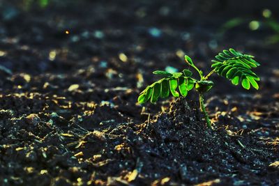 Close-up of small plant growing on field