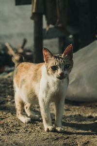 Portrait of cat standing outdoors