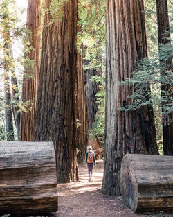 Rear view of woman walking amidst trees in forest