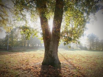 Trees on field in forest during autumn