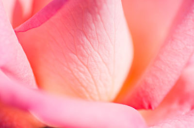 Full frame shot of pink rose blooming outdoors