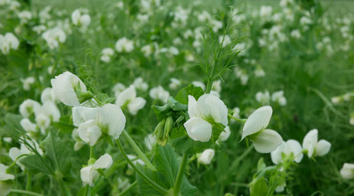 Close-up of white flowering plants