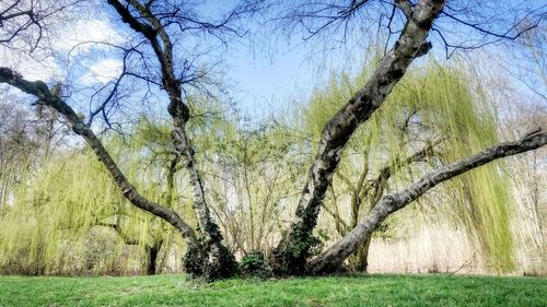 View of bare trees in forest