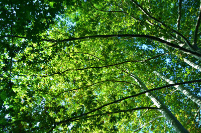 Low angle view of trees