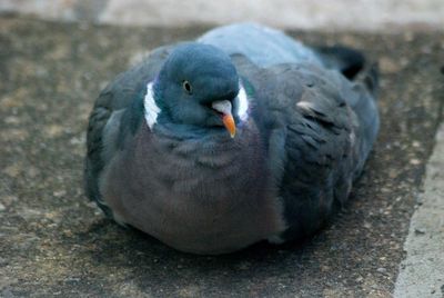 High angle view of pigeon