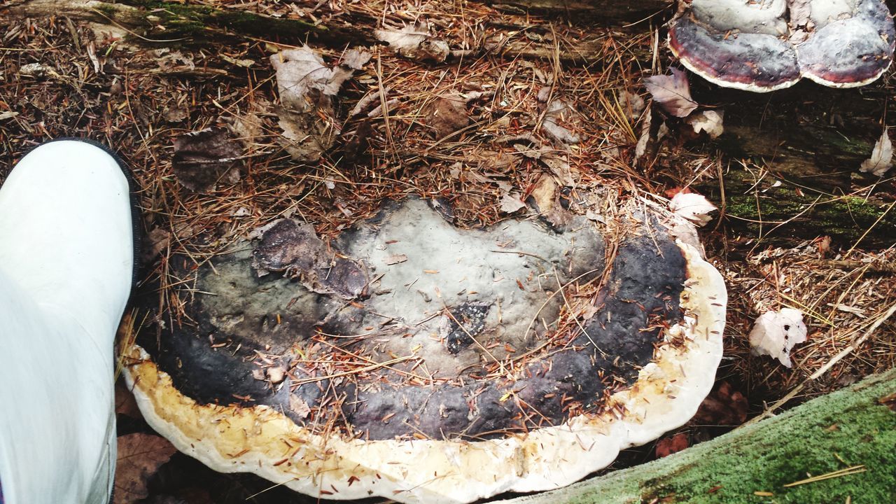 Redbelt polypore