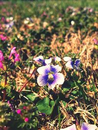 Close-up of purple flowers blooming on field