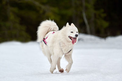 Running samoyed dog on sled dog racing. winter dog sport sled team competition. samoyed in harness