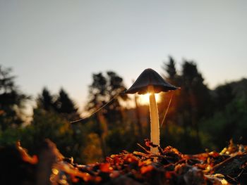 Close-up of lit candle on plant against sky