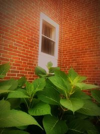 Plant growing on brick wall
