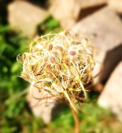 Close-up of plant