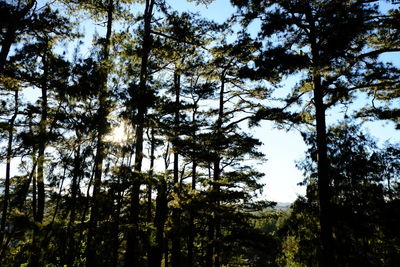 Low angle view of trees in forest