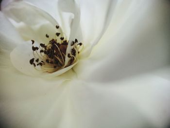 Close-up of white rose flower