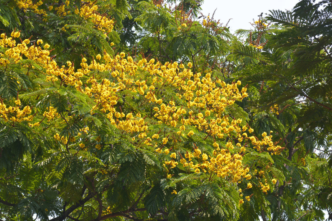 LOW ANGLE VIEW OF YELLOW FLOWERING PLANTS