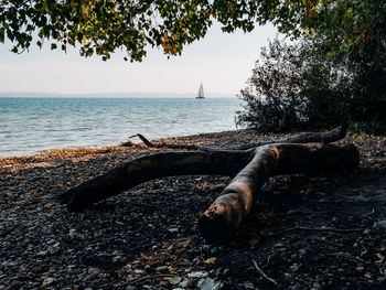 Driftwood on beach against sky