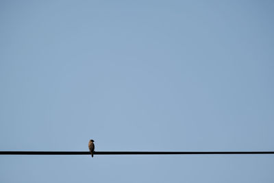 Low angle view of bird perching on cable against clear sky