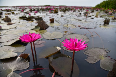 Close-up of pink water lily in lake