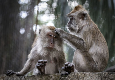 Monkeys sitting outdoors