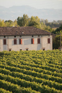 Growing field of wine grapes, vineyard, italy