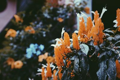 Close-up of orange flowering plant