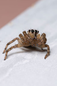 Close-up of spider on table