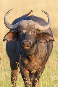 African buffalo with a yellow-billed oxpecker on the back