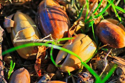 High angle view of fruits on field