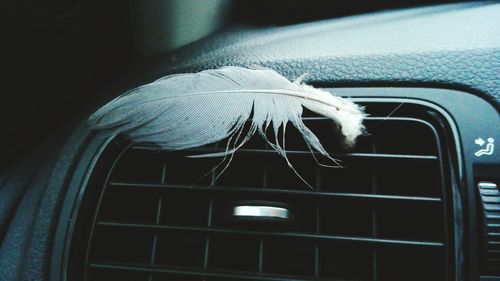 Close-up of horse in car