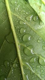 Close-up of water drops on leaf