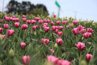 Close-up of pink tulips on field