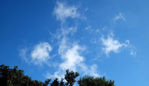 Low angle view of trees against blue sky