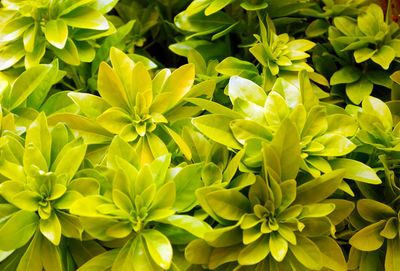 Full frame shot of yellow flowering plants