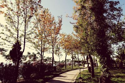 Trees along road