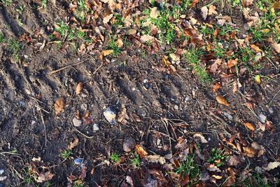 High angle view of dry leaves on field