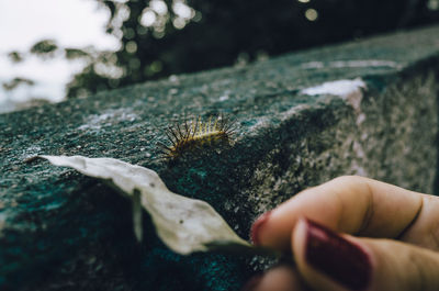 Close-up of hand holding leaf