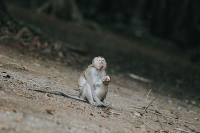 Monkey sitting on a land