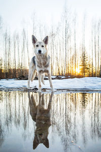 Dog standing in lake during winter