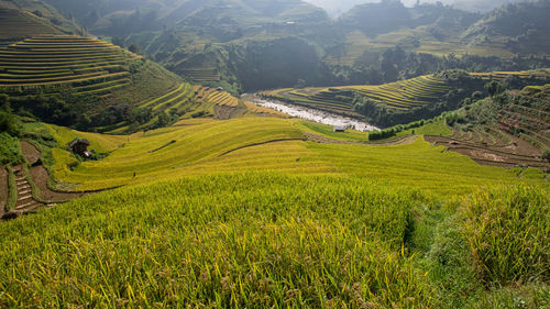 Scenic view of rice paddy