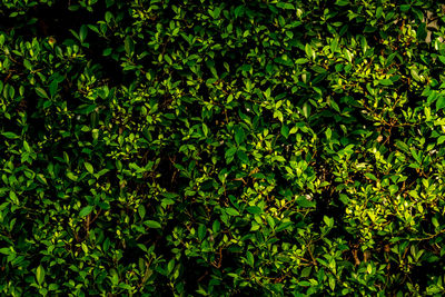 Full frame shot of fresh green leaves