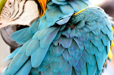 Close-up of a parrot