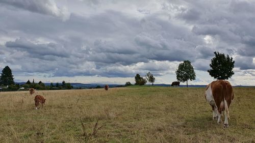 Horses grazing in a field