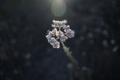 Close-up of purple flowering plant