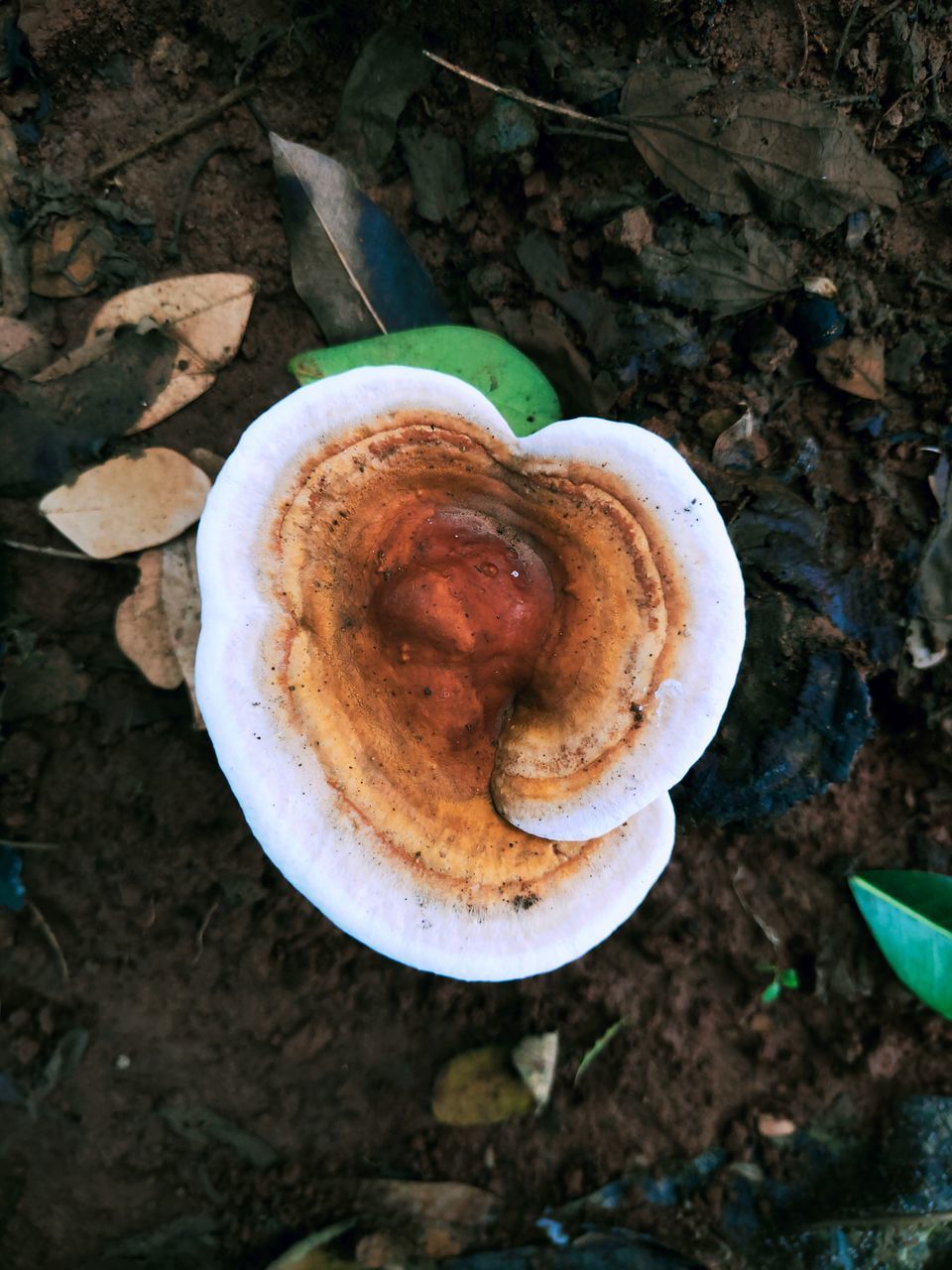 HIGH ANGLE VIEW OF A MUSHROOM ON THE GROUND