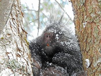 View of monkey on tree trunk