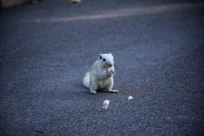 High angle view of cat on street