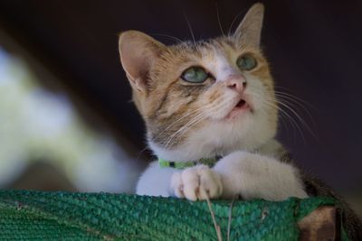 Close-up portrait of a cat at home
