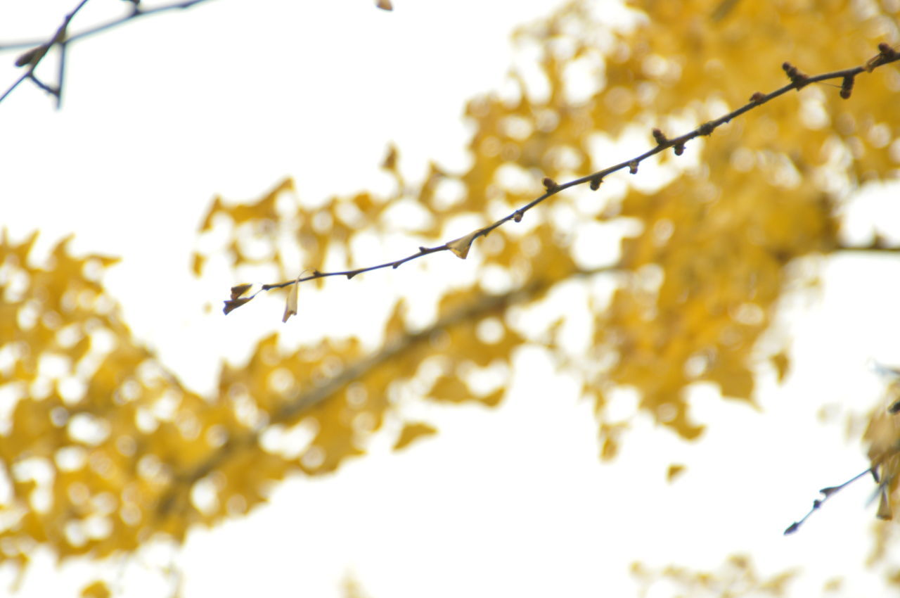tree, branch, low angle view, focus on foreground, selective focus, growth, leaf, nature, close-up, clear sky, sunlight, beauty in nature, day, outdoors, twig, autumn, no people, sky, tranquility, yellow