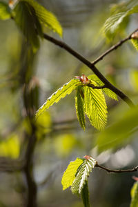 New leaves