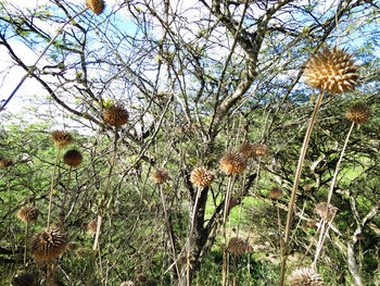 Low angle view of plants