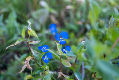 Close-up of blue flowering plant